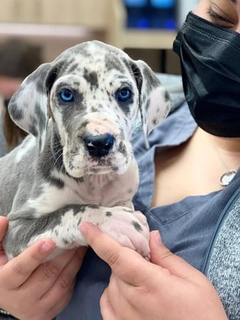 Images Petfolk Veterinary & Urgent Care - Mansfield