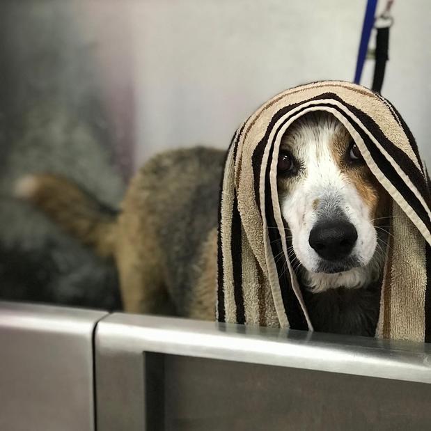 Images Woof Gang Bakery and Grooming Sugar Land