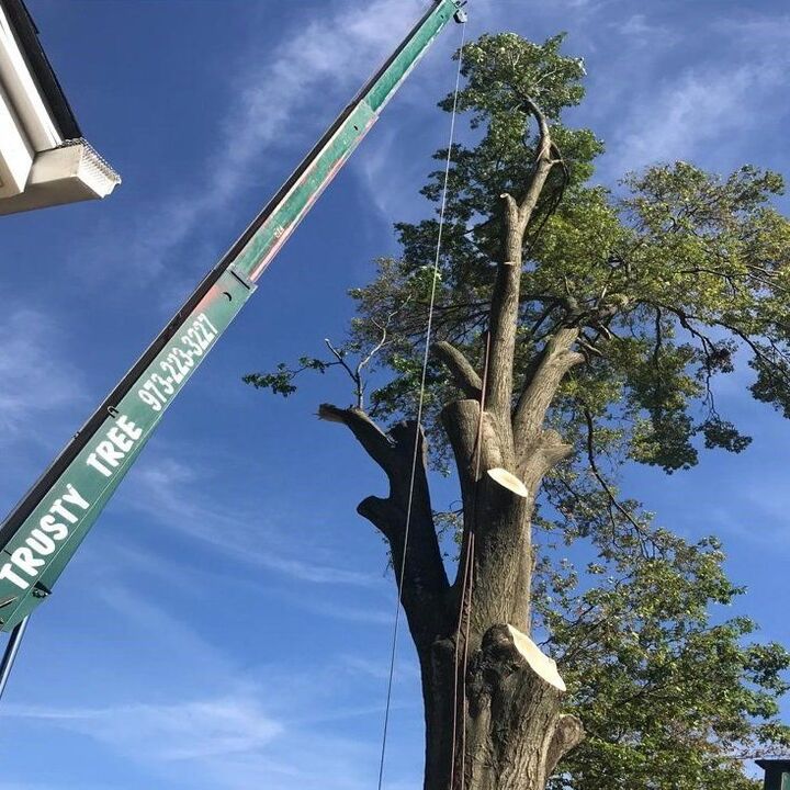 Images Trusty Tree Service