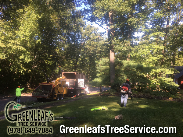 Greenleaf's Tree Service Photo