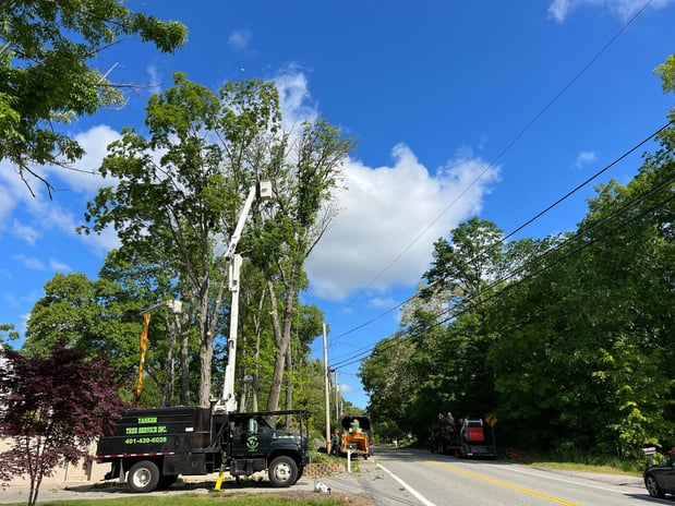 Images Yankee Tree Service