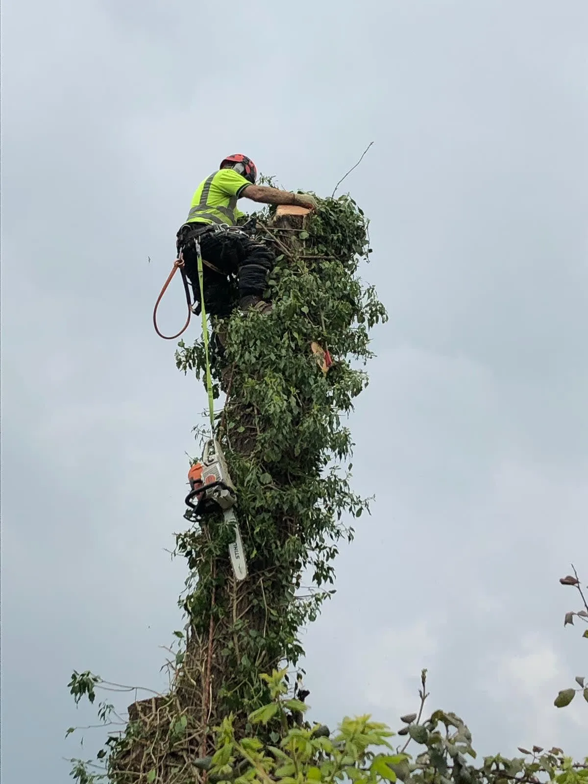 Images Ms Tree Care Ltd
