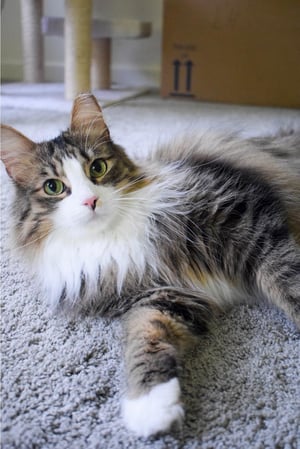 Images Crosspointe Animal Hospital