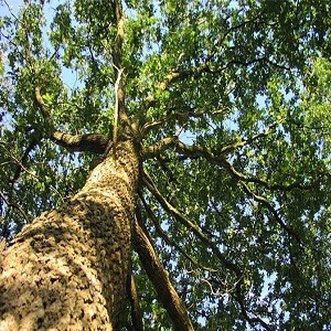 Giovanni's Tree Service Logo