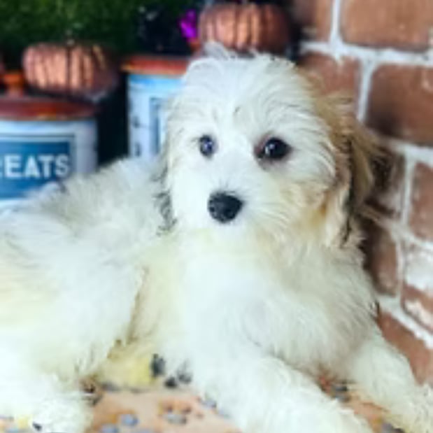 Images Puppies Direct