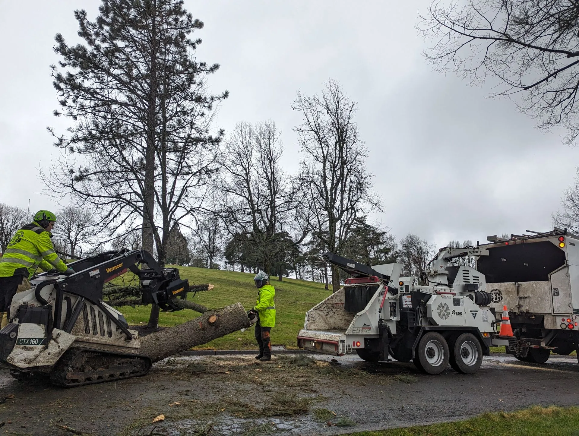 Tree service professionals process cut tree sections through a wood chipper after removal. The opera 