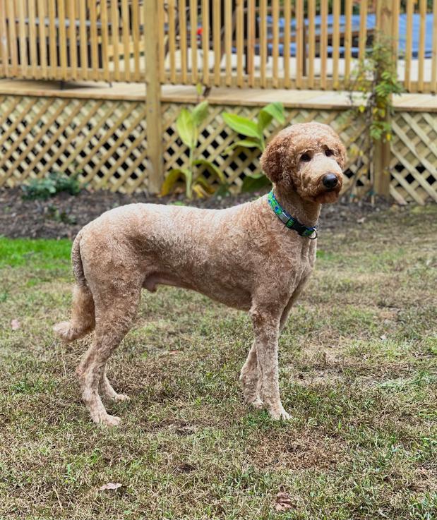 Images Space Coast Mobile Dog Grooming