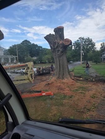 Images Busy Boy Tree Services