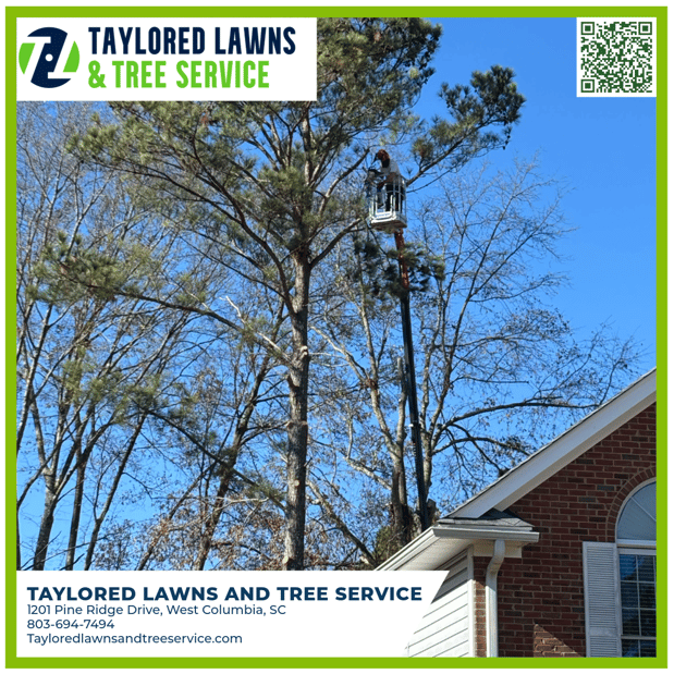 Images Taylored Lawns & Tree Service