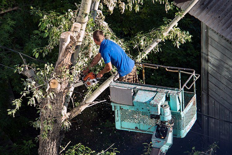 Images Grove Tree Service & Landscaping