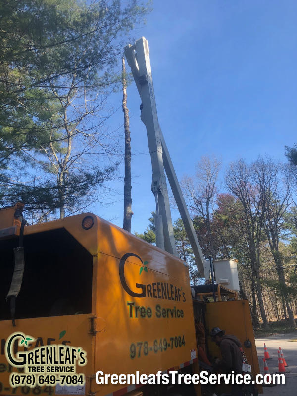 Greenleaf's Tree Service Photo