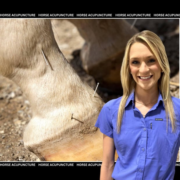 Images FULL CIRCLE EQUINE VETERINARY SERVICES