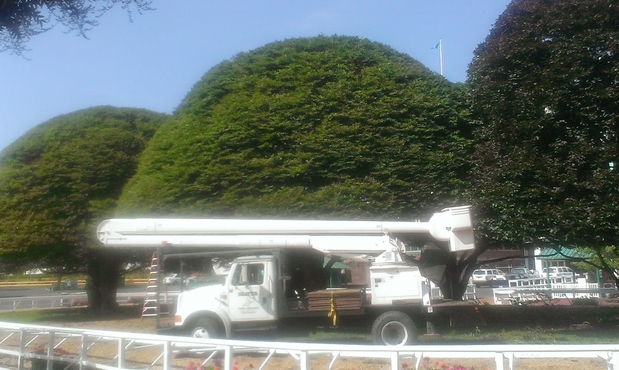 Images Beaver Tree Service