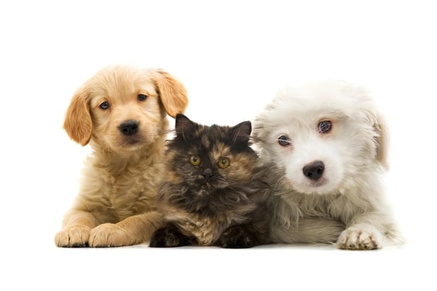 Images Baird's Animal Hospital