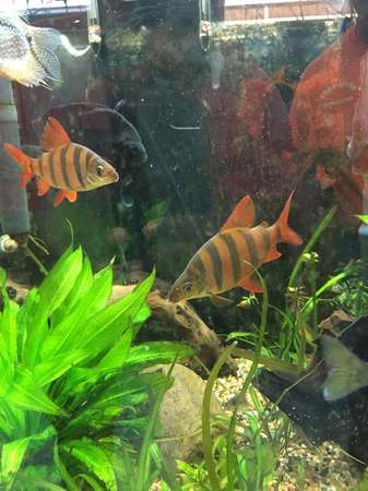 Images Greentree Pet Center