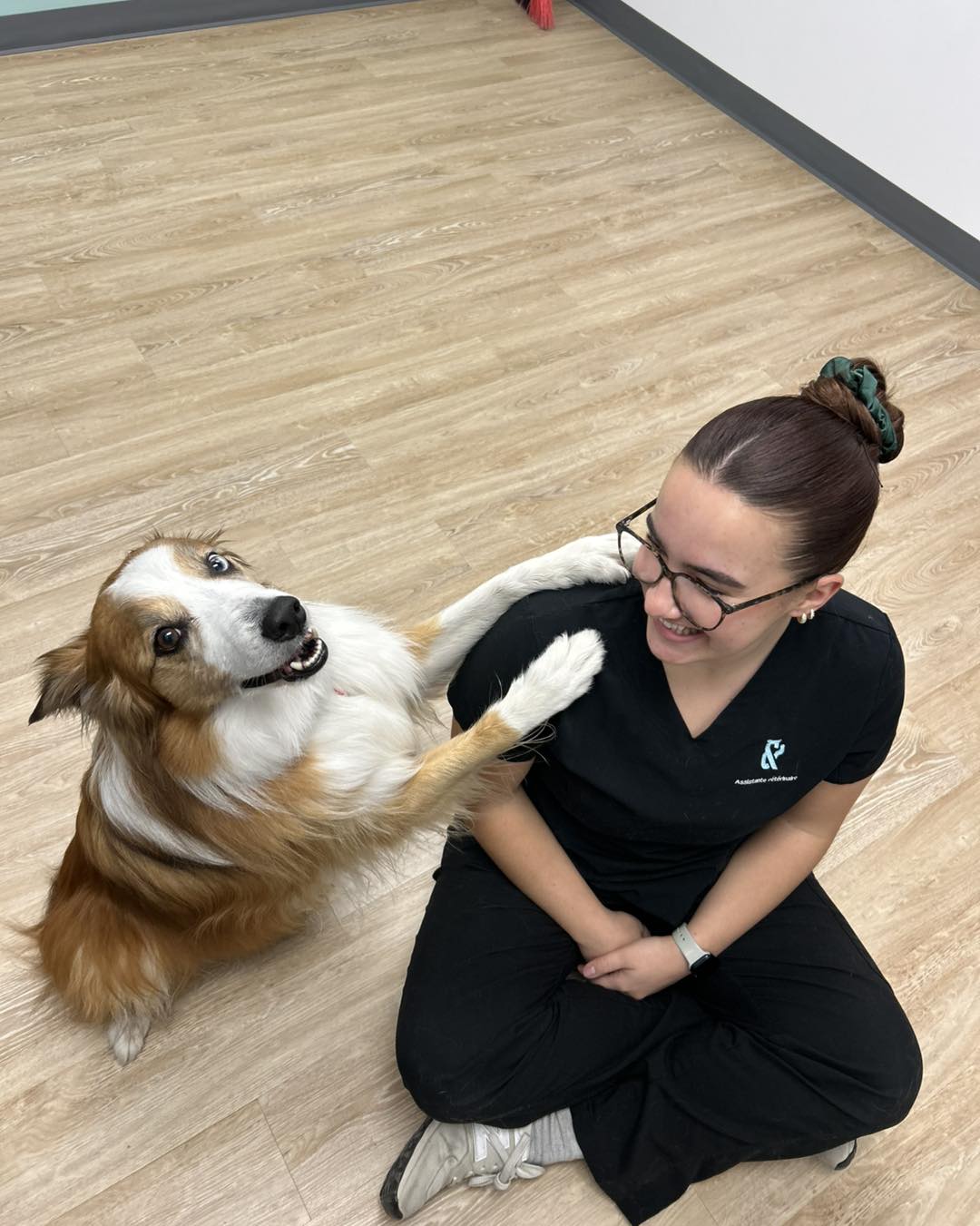 Images Vet & Cie Brossard | Vétérinaire indépendant & québécois, Toilettage, Parc canin, Urgences chiens et chats | Montérégie