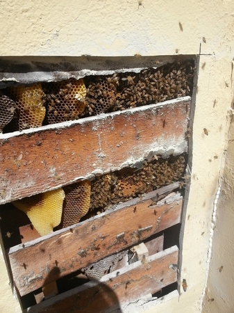 Images D-Tek Live Bee Removal