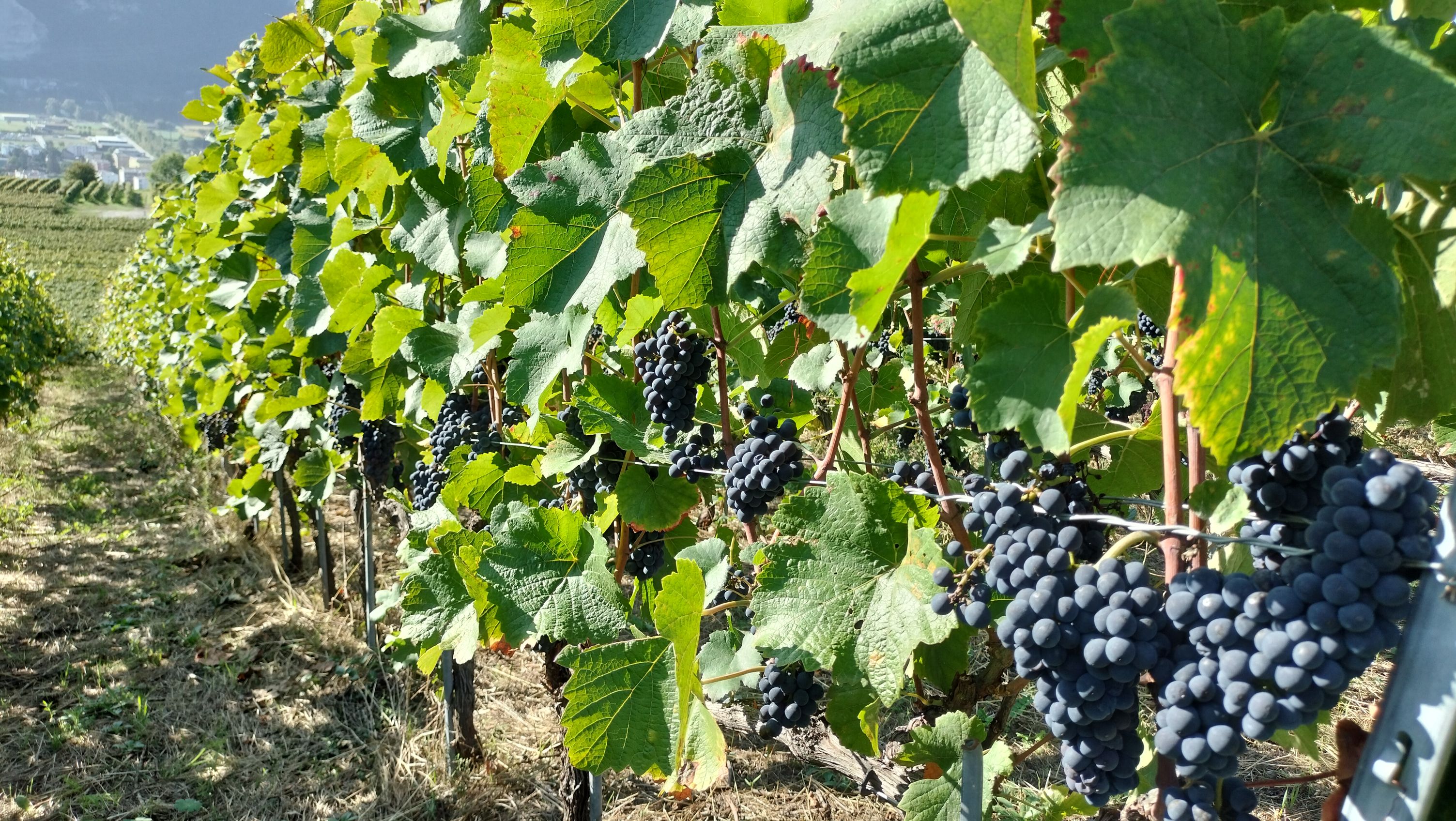 Bilder Cave du Lac Sàrl