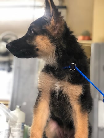 Images Melrose La Brea Animal Hospital