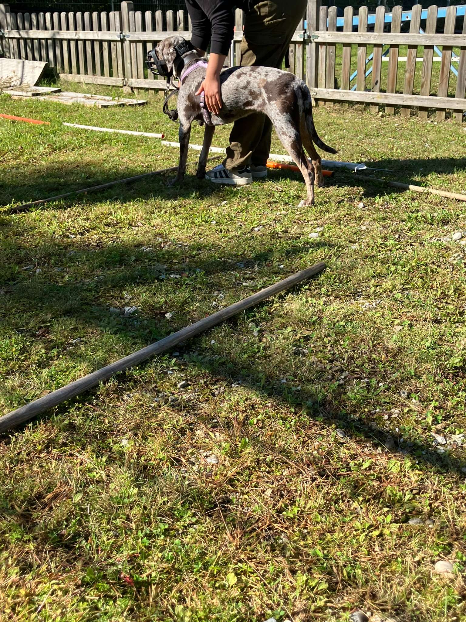 Hundeschule Wauschlau, Brukenthalstraße 4 in München