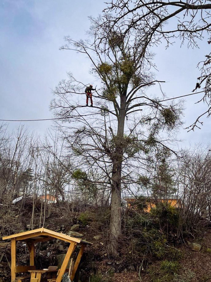Vimaana Baum und Garten, Bobritzschtalstraße 48 in Bobritzsch-Hilbersdorf