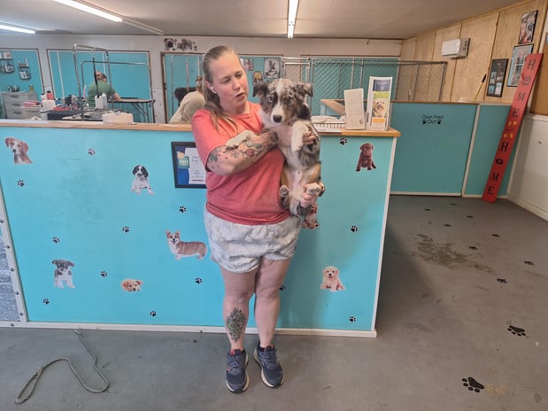 Images Pet Palace