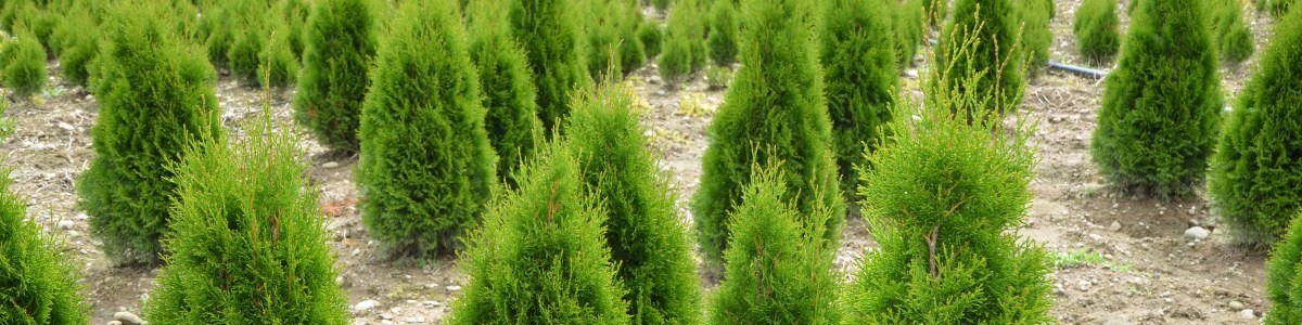 Gärtnerei und Baumschule - Borner Pflanzen, Almuesenacherstrasse in Mägenwil