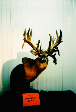 Images Stevens Taxidermy