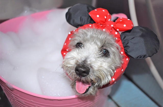 Images わんわんスタイルANNE