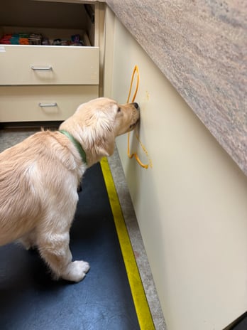 Images VCA Southeast Portland Animal Hospital