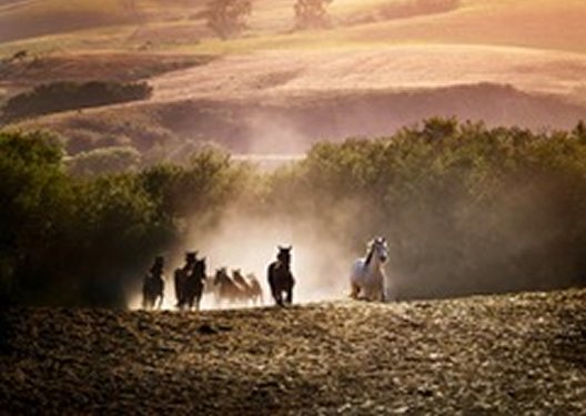 Un troupeau de chevaux sauvages galopant dans un champ ensoleillé.