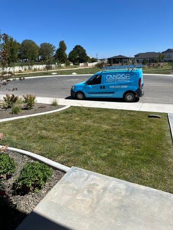 Images Candor Pest Control
