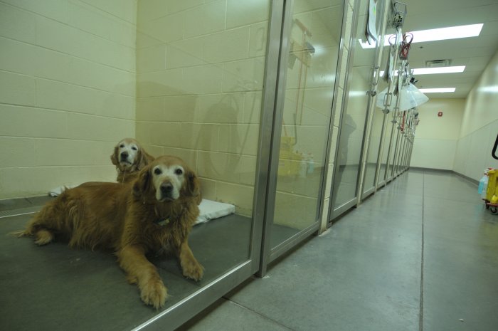 Image 2 | VCA Alameda East Veterinary Hospital