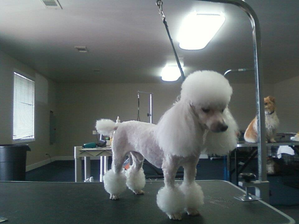 You Heavenly Dog