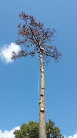 Images TNT Tree Service