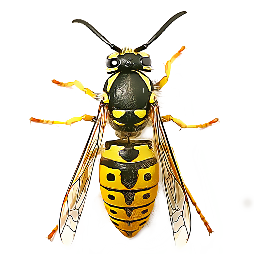 wasp pest bug insect removal control exterminator services
