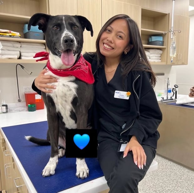 Images VCA Animal Hospitals Urgent Care - Mira Mesa