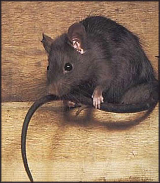 rat rodent control trapper exterminators