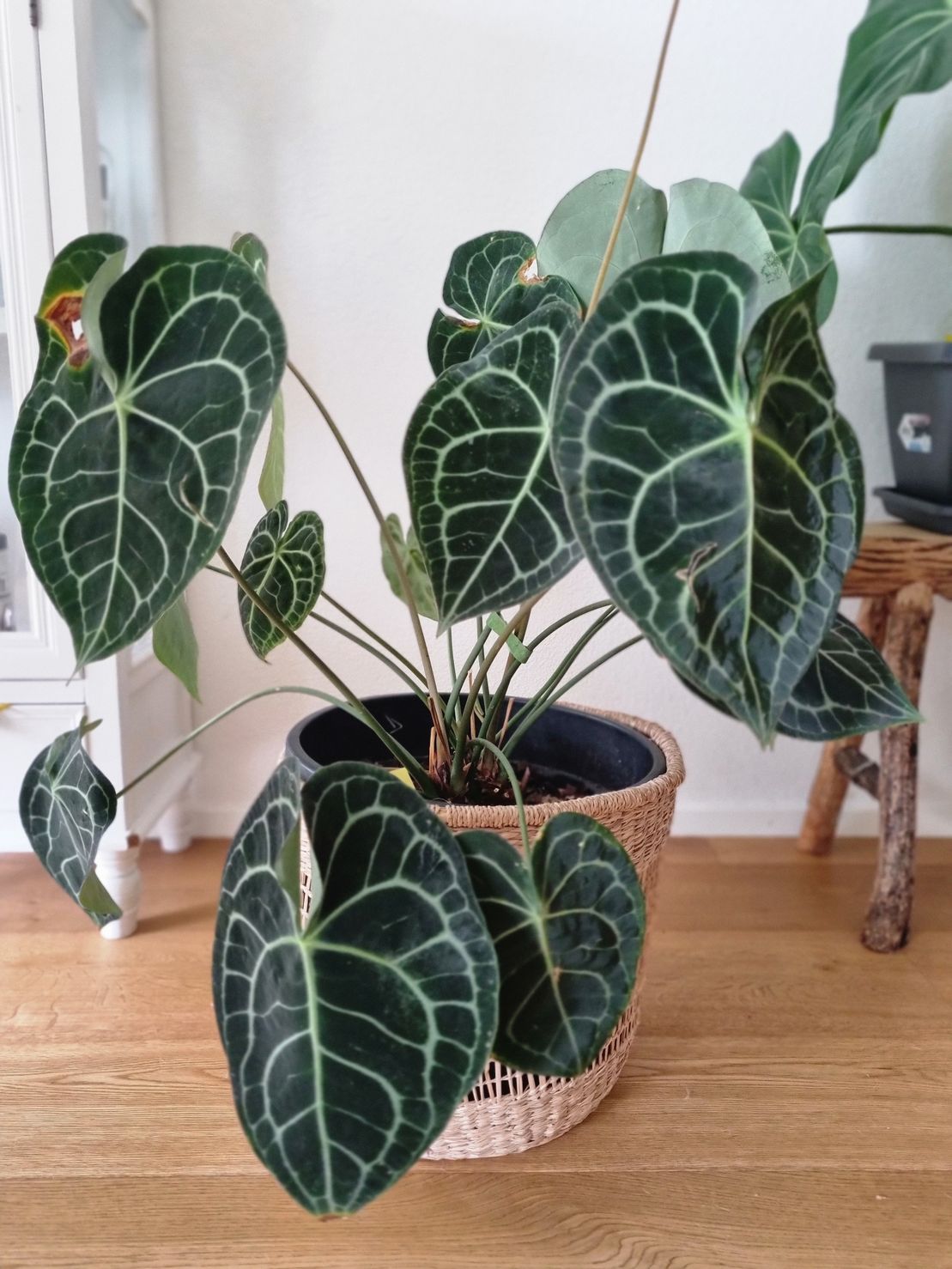 Bilder Jordan Tattoo and plants