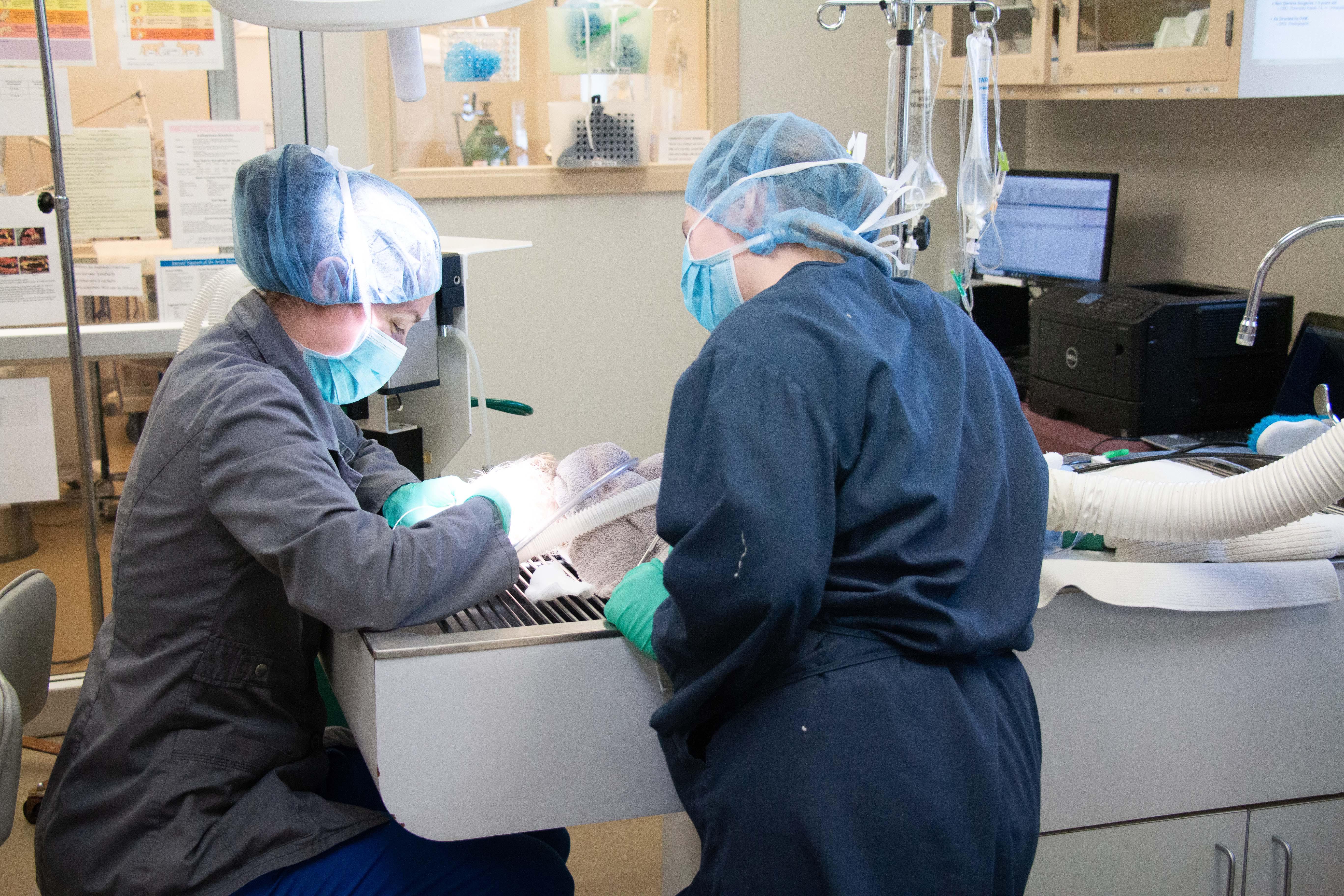 In addition to regular teeth cleanings, Belton Animal Clinic & Exotic Care Center’s trained veterinarians are adept at extractions and other complex procedures.