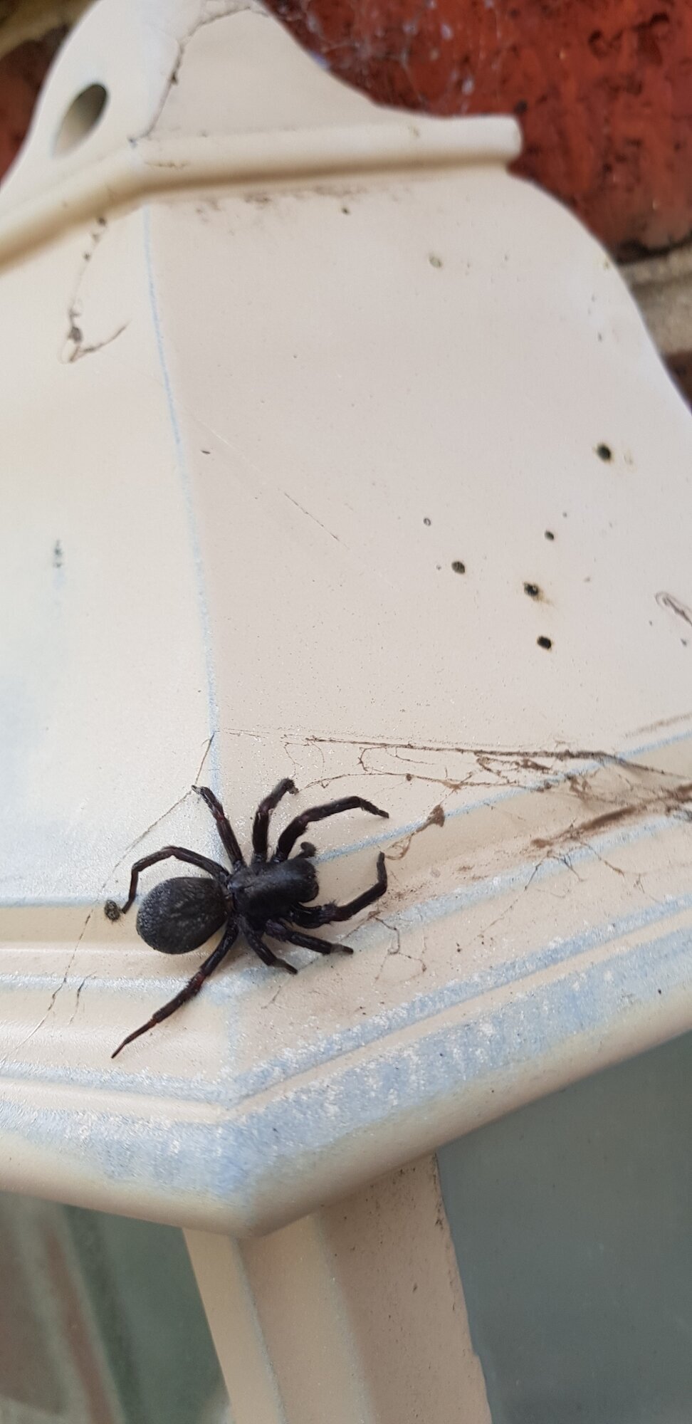 Images Northside Pest Control