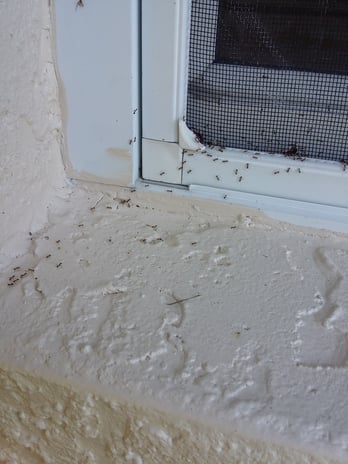 Images Pest Terminators Inc.