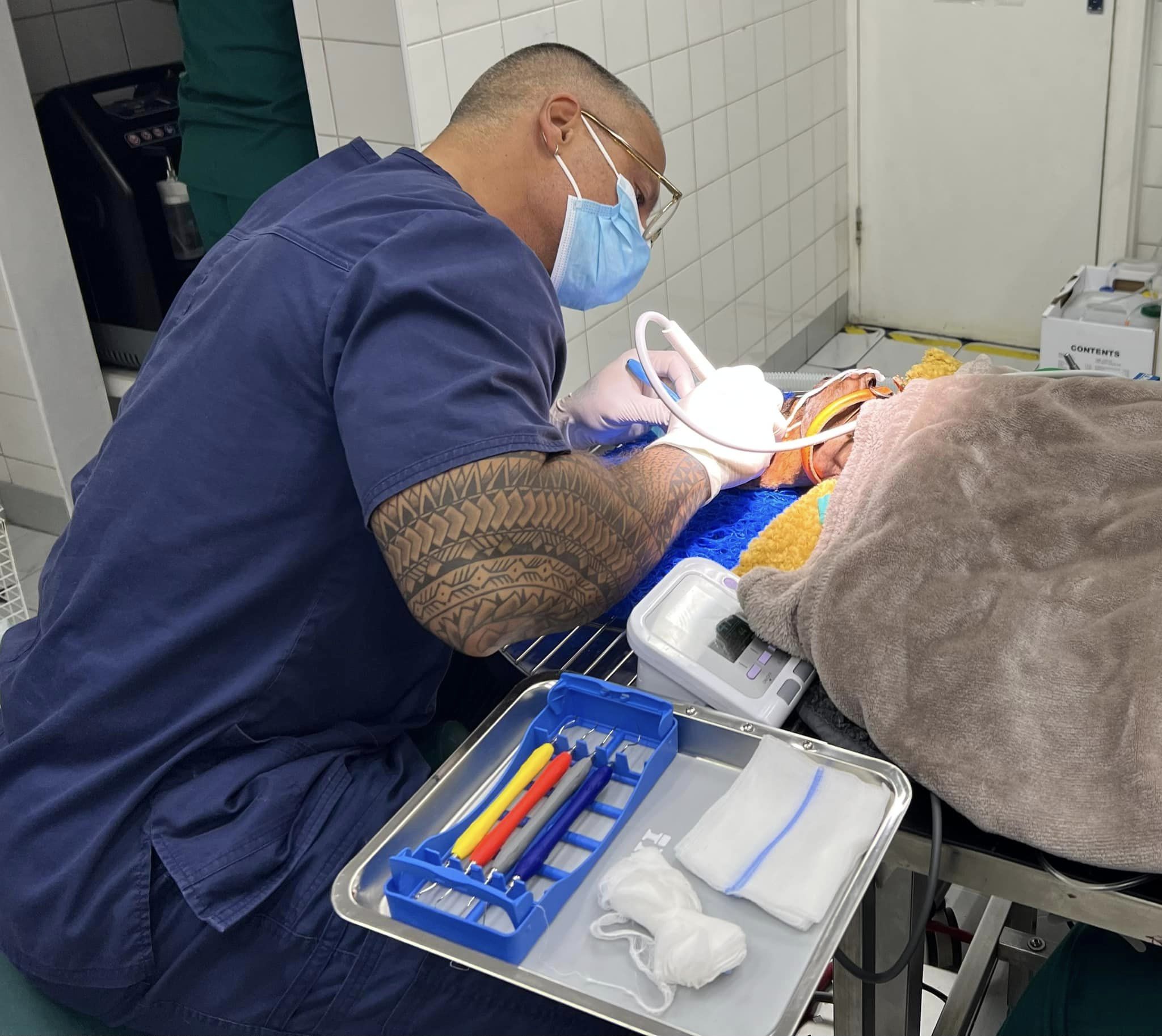 Images Streatham Hill Veterinary Surgery