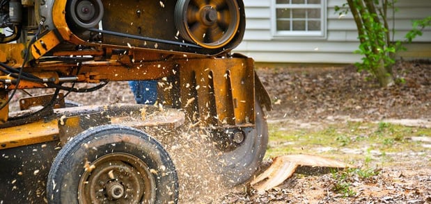 Images Hybrid Tree Service