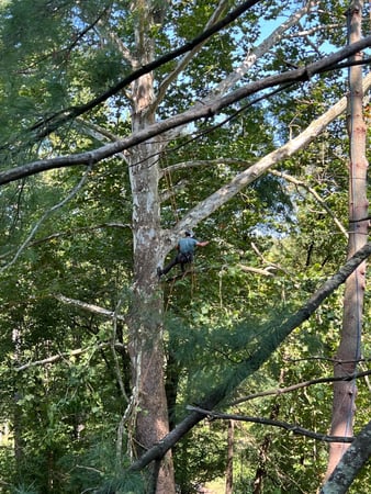 Images O'Brien Outdoors Tree Service