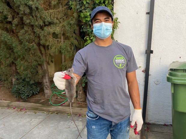 Images Green Rodent Restoration