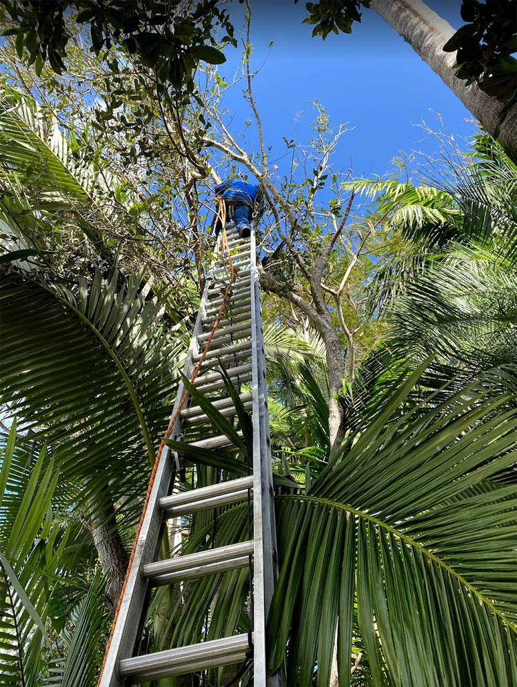 Tree Trimming Service Broward and Miami Dade