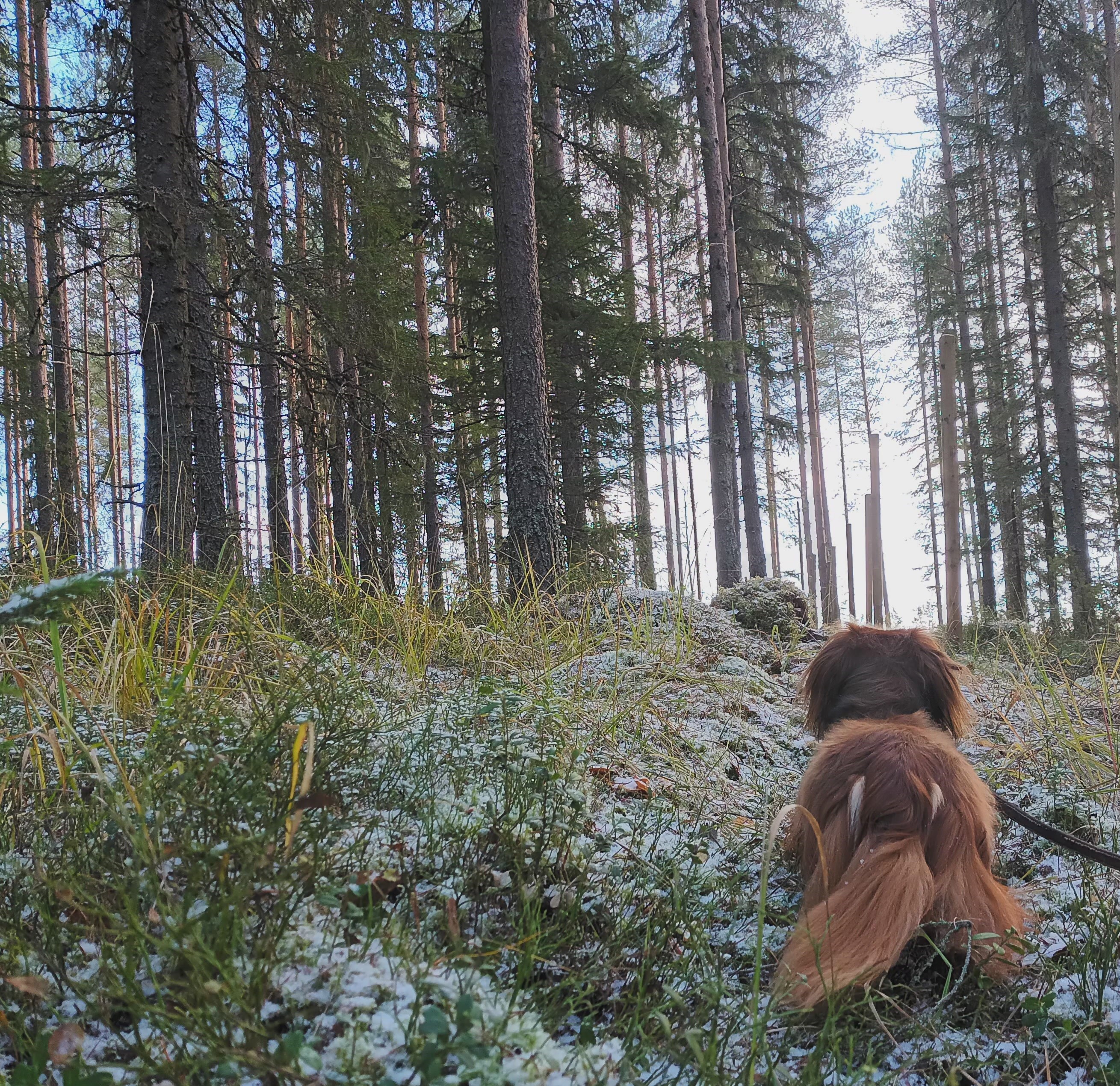 Images Taivallahden Tassut