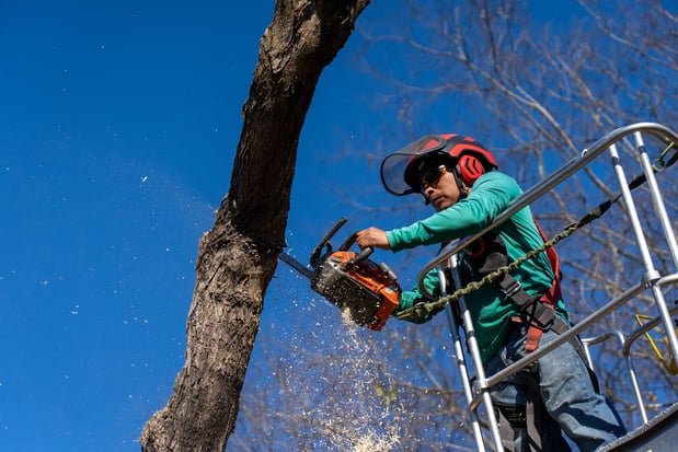 Images Petree Arbor Lawn & Landscape, INC