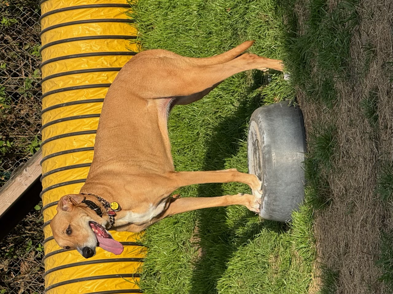 Russell's K9 Academy Image
